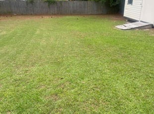 Carina G.'s lawn care service result