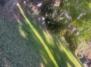 Dominique A.'s lawn maintenance service result