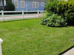 Sidney K.'s turf maintenance service result