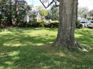 Corene C.'s lawn maintenance service result