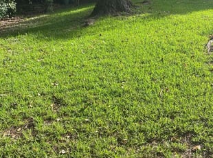 Undefined W.'s grass maintenance service result