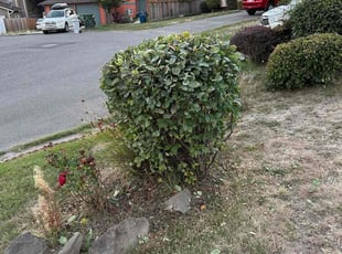 Anna D.'s Bush Trimming service result
