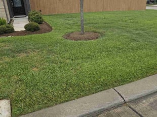 Debbie B.'s turf care service result