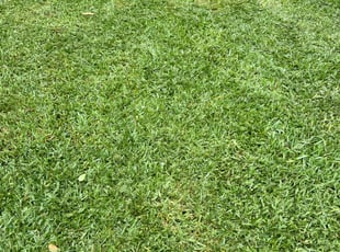 Craig S.'s grass maintenance service result