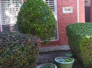 Dileep K.'s Bush Trimming service result