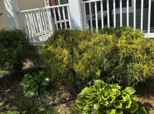 Yashie P.'s Bush Trimming service result
