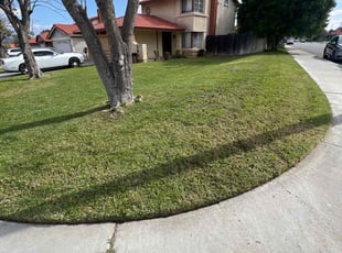 Skip B.'s grass maintenance service result
