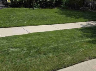 Saba W.'s yard maintenance service result