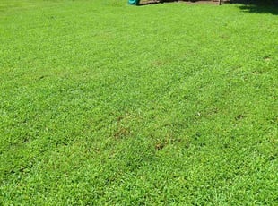 Matt M.'s lawn care service result