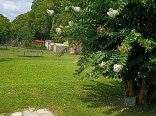 Anthony M.'s grass cutting service result