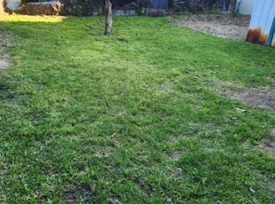 Christina R.'s turf maintenance service result