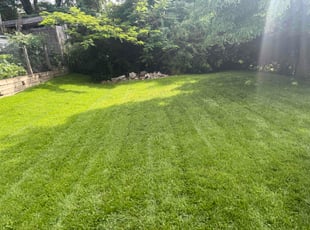 Donna G.'s grass cutting service result