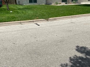 Shahzad M.'s turf maintenance service result