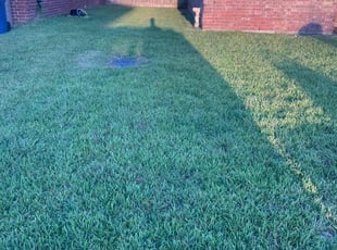 JC A.'s turf care service result