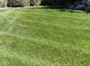John R.'s turf maintenance service result