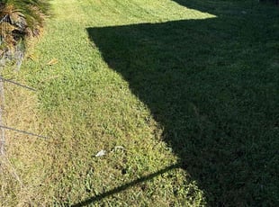 Steve I.'s turf maintenance service result