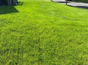 Meghan D.'s turf care service result