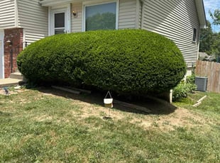 Sean O.'s Bush Trimming service result