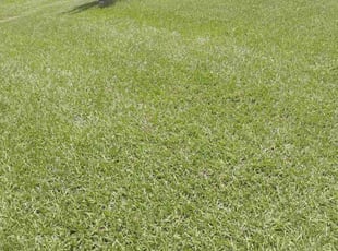 George S.'s turf care service result