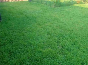 Rachelle P.'s lawn care service result