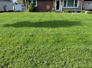 Monique L.'s grass maintenance service result