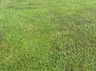 Marti B.'s lawn care service result