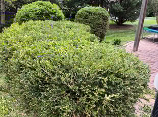 Andrea R.'s Bush Trimming service result