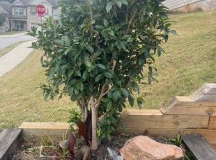 Sean B.'s Bush Trimming service result