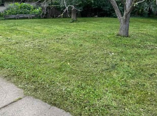 Leila C.'s lawn service service result