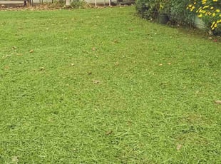 Seema B.'s grass cutting service result