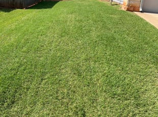 Taryn K.'s lawn care service result
