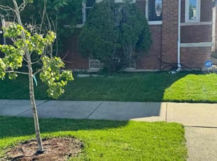 Alisia H.'s lawn service service result