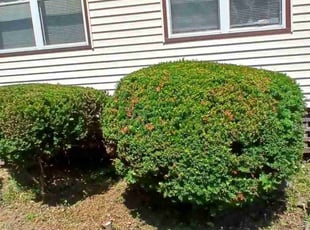 Jessica W.'s grass cutting service result