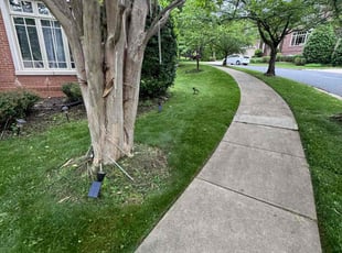 Marilyn L.'s grass maintenance service result