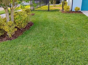 Shelby L.'s grass cutting service result