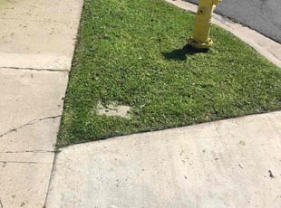 Misty T.'s turf maintenance service result