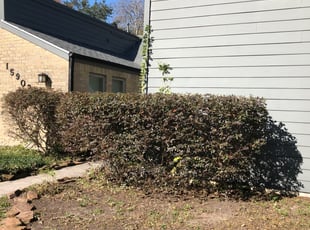 Donna T.'s Bush Trimming service result