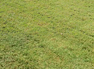 Tiffany H.'s lawn care services service result