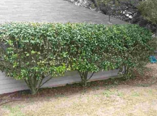 Andres D.'s Bush Trimming service result