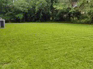 Anne S.'s turf care service result