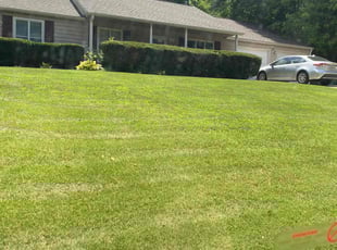 Tayajia M.'s lawn maintenance service result