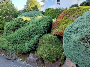 Rafael C.'s Bush Trimming service result