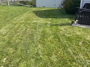 Abbas R.'s lawn maintenance service result
