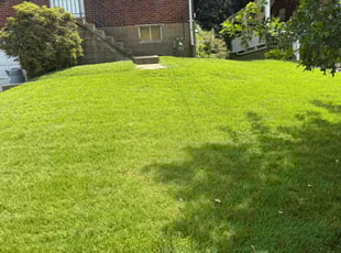 Alyssa B.'s lawn maintenance service result