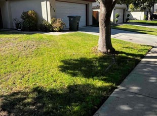 Frank T.'s lawn service service result