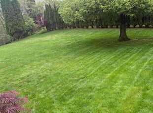 Olivia F.'s grass maintenance service result