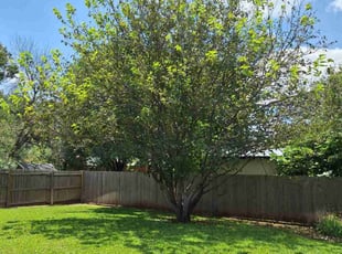 Pamela F.'s turf maintenance service result