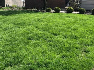 Sally P.'s lawn service service result