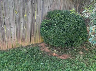 Kevin M.'s Bush Trimming service result