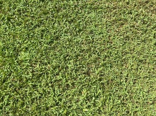 Ray A.'s grass cutting service result